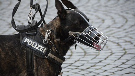 Das Foto zeigt einen Polizeihund